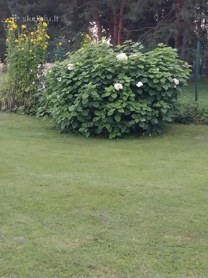 Senovinė hortenzija ,žiemės - nuotraukos Nr. 2