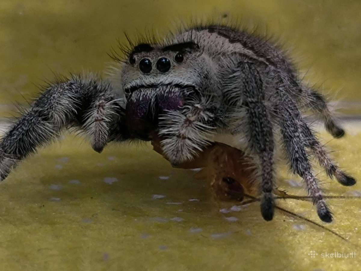 Parduodami Šokliukai voriukai Phidippus regus