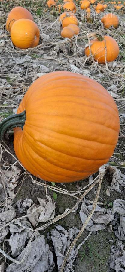 Helloween moliūgai - nuotraukos Nr. 3