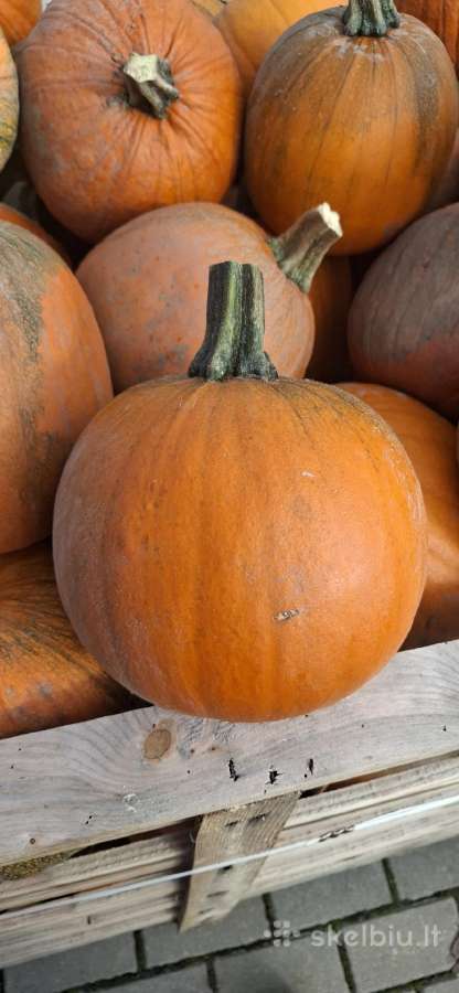 Helloween moliūgai - nuotraukos Nr. 4