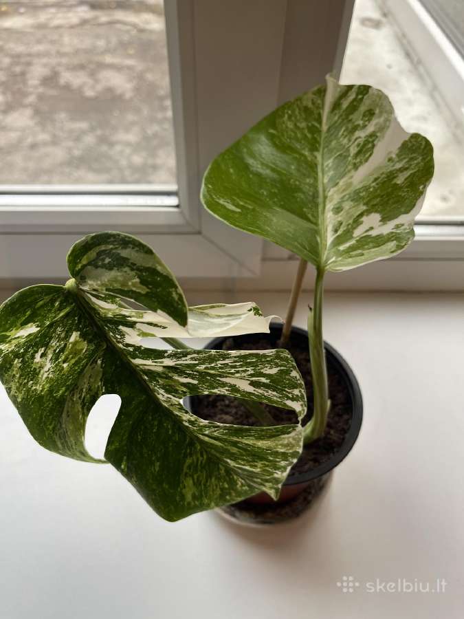 Monstera borsigiana Albo Variegata.