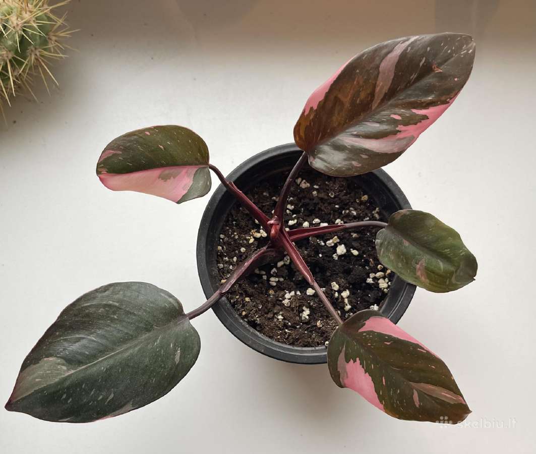 Philodendron pink pricess
