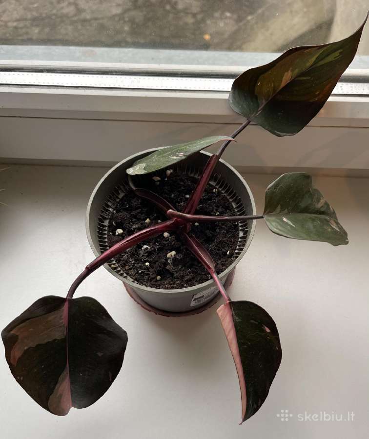 Philodendron pink pricess - nuotraukos Nr. 2