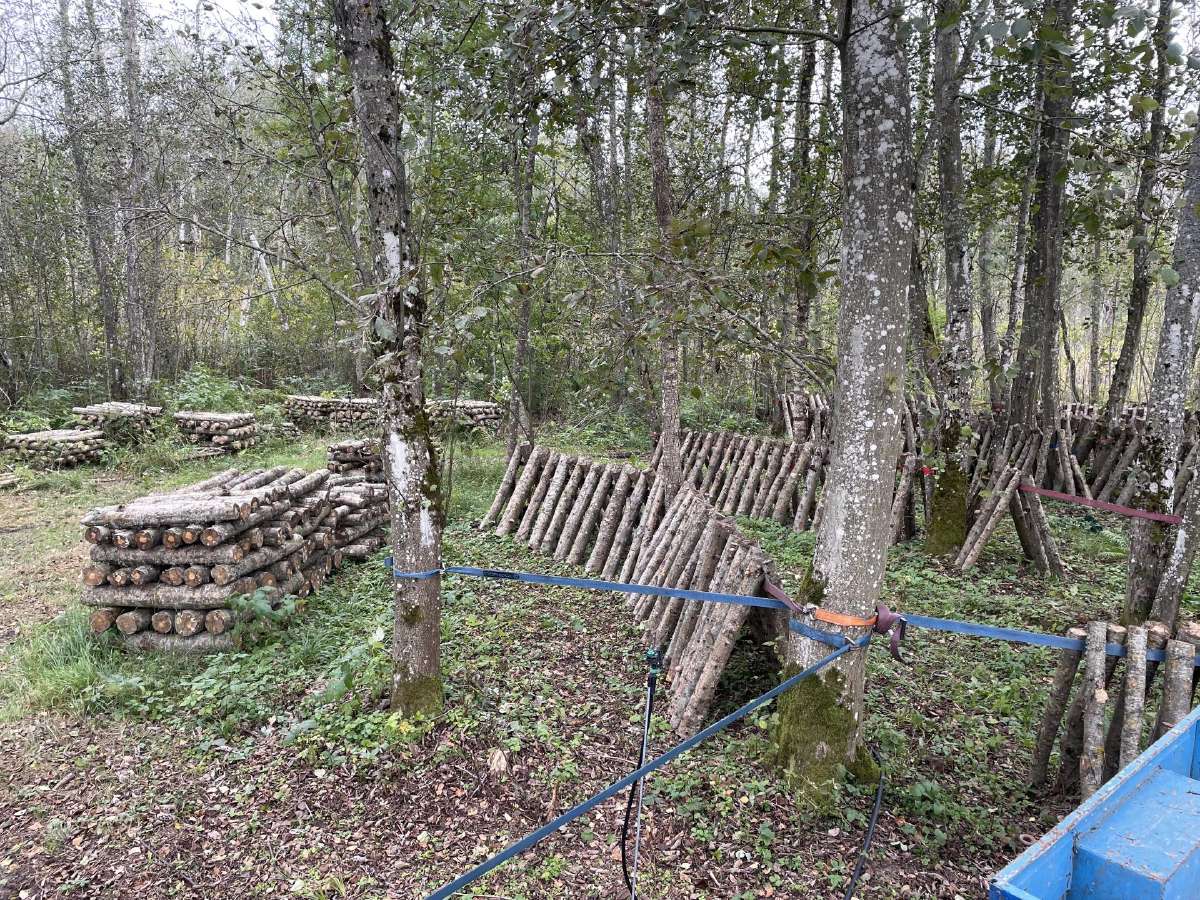 Shiitake grybų rąsteliai, šitake rąstai, įskiepyti - nuotraukos Nr. 8