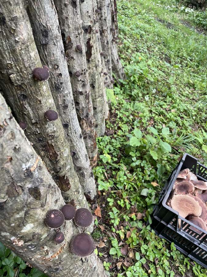 Shiitake grybų rąsteliai, šitake rąstai, įskiepyti - nuotraukos Nr. 5