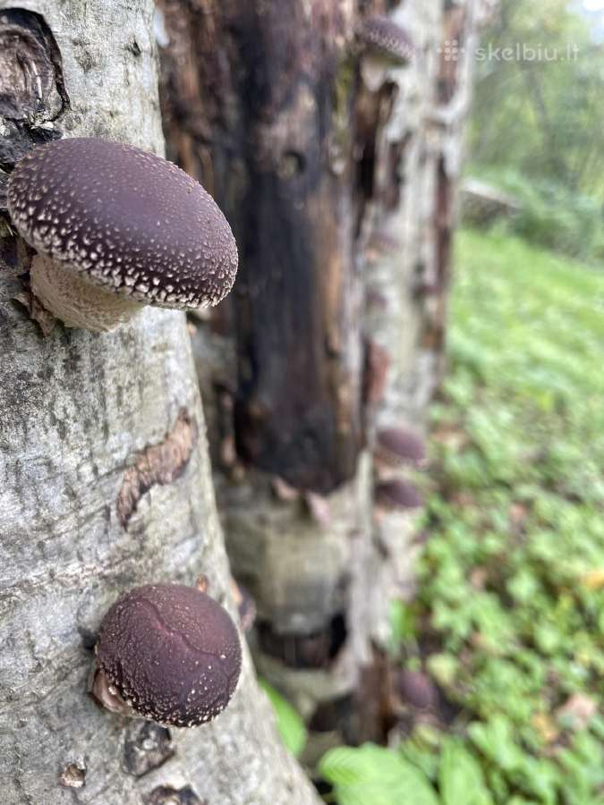 Shiitake grybų rąsteliai, šitake rąstai, įskiepyti - nuotraukos Nr. 6