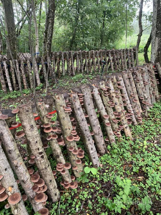 Shiitake grybų rąsteliai, šitake rąstai, įskiepyti - nuotraukos Nr. 3
