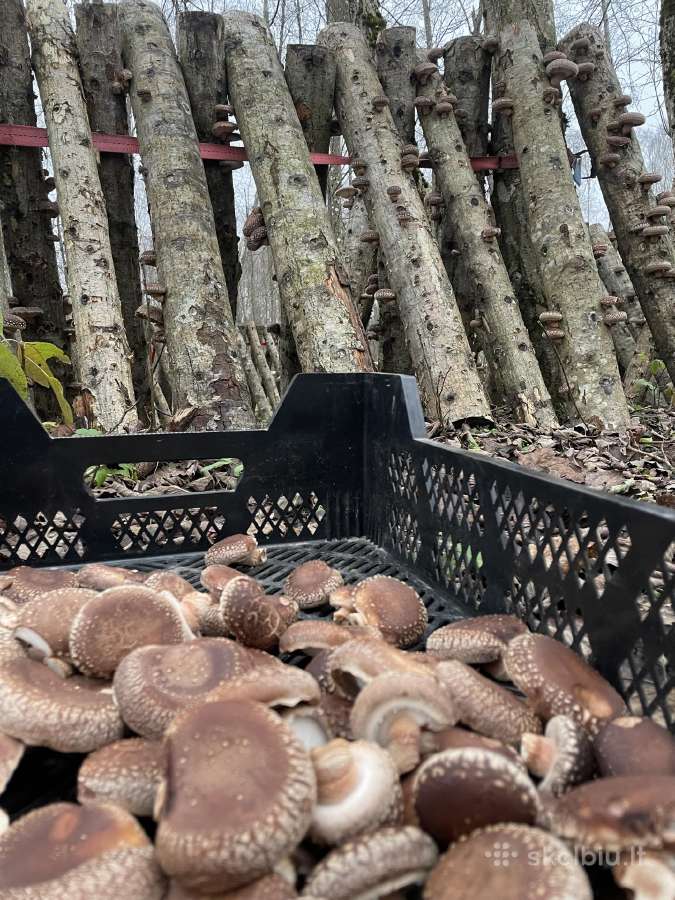Shiitake grybų rąsteliai, šitake rąstai, įskiepyti - nuotraukos Nr. 4