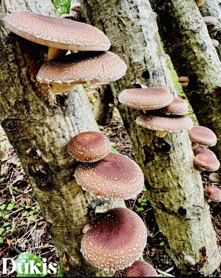 Shiitake grybų rąsteliai, šitake rąstai, įskiepyti - nuotraukos Nr. 2