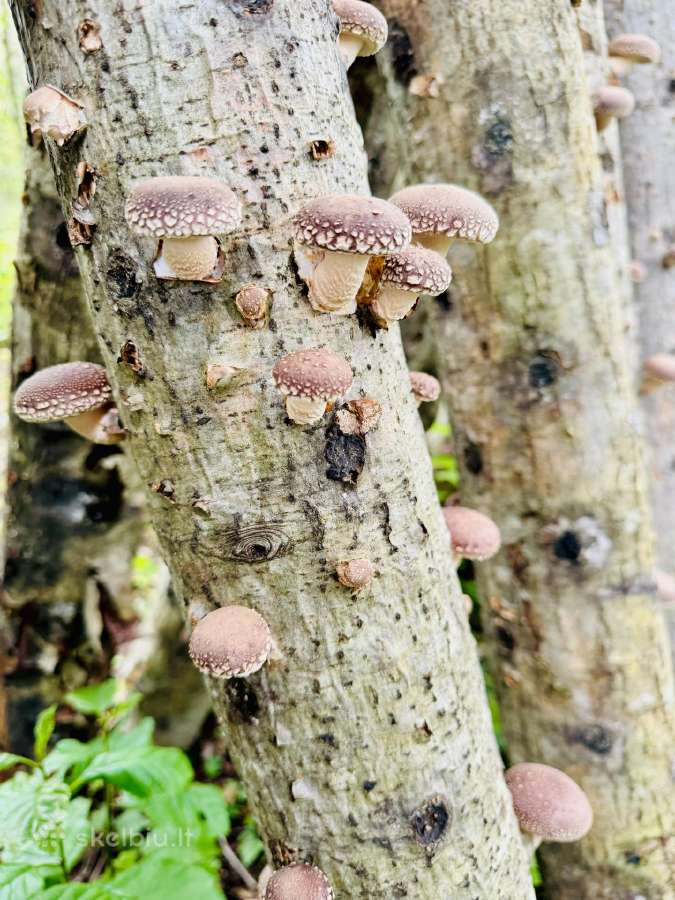 Shiitake grybų rąsteliai, šitake rąstai, įskiepyti