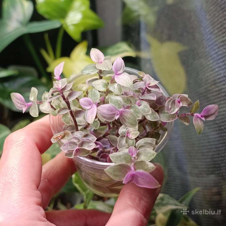 Callisia Rossato Pink Lady