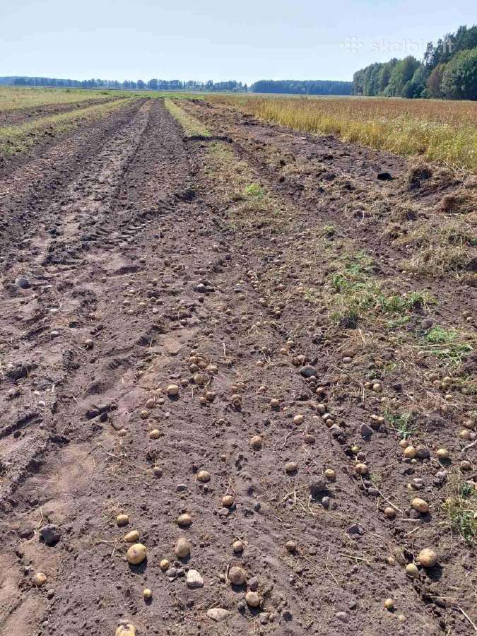 Bulvės sodinimui