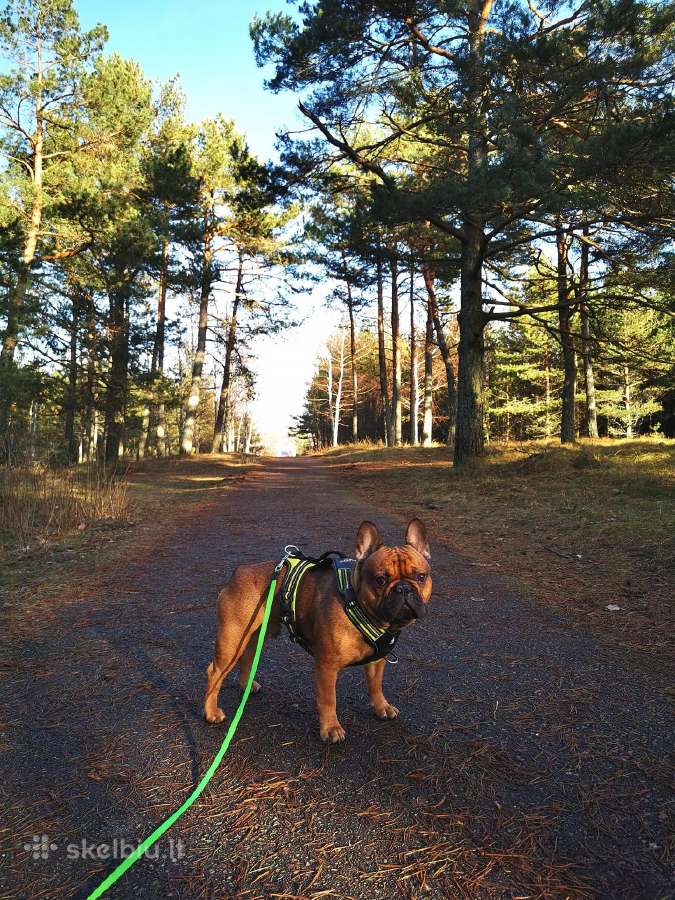 Kilmingas prancūzų buldogas pasimatymams - nuotraukos Nr. 2