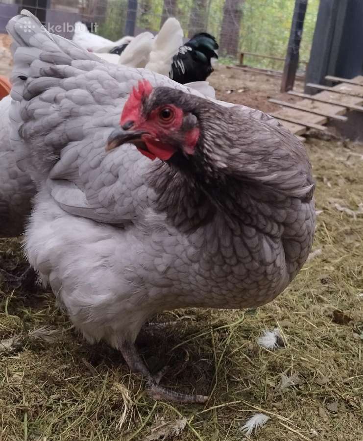 Viščiukai. Parduodu kiaušinius, viščiukus - nuotraukos Nr. 17