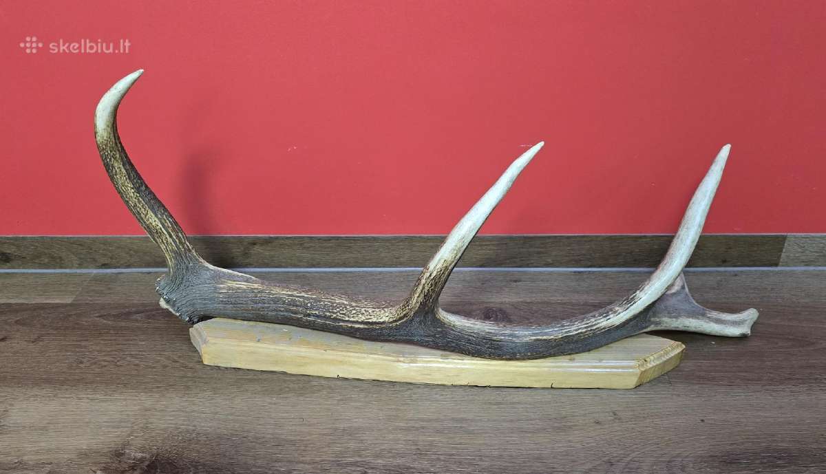 Sienos dekoracija Elnio ragas 80cm