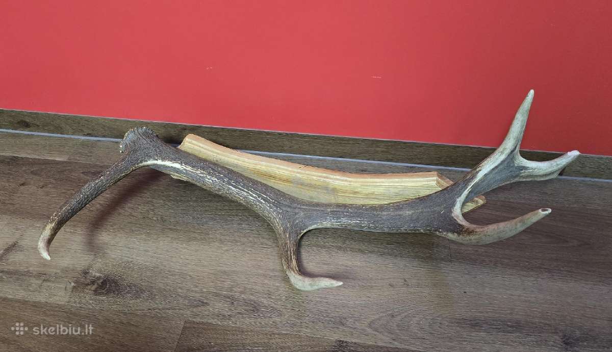 Sienos dekoracija Elnio ragas 80cm - nuotraukos Nr. 2