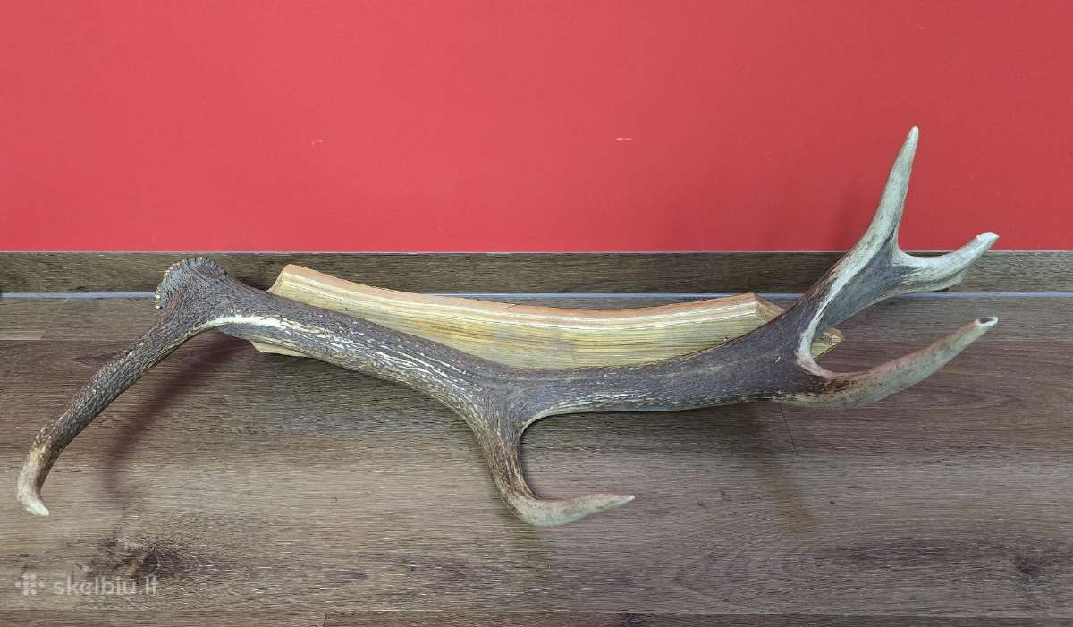 Sienos dekoracija Elnio ragas 80cm - nuotraukos Nr. 3