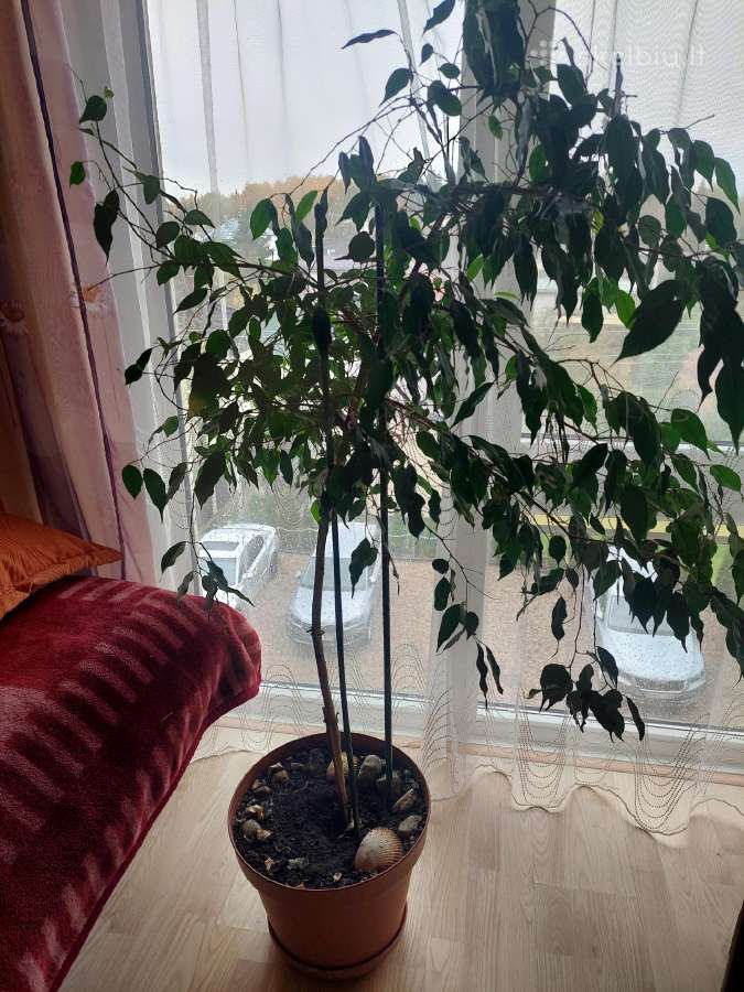 Parduodu fikus Benjamino - nuotraukos Nr. 3