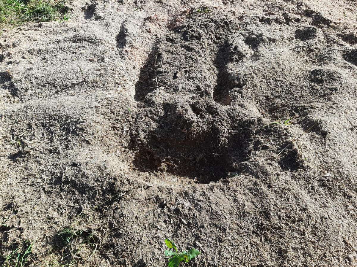 Kelmų frezavimas, naikinimas. Šakų smulkintuvas - nuotraukos Nr. 2