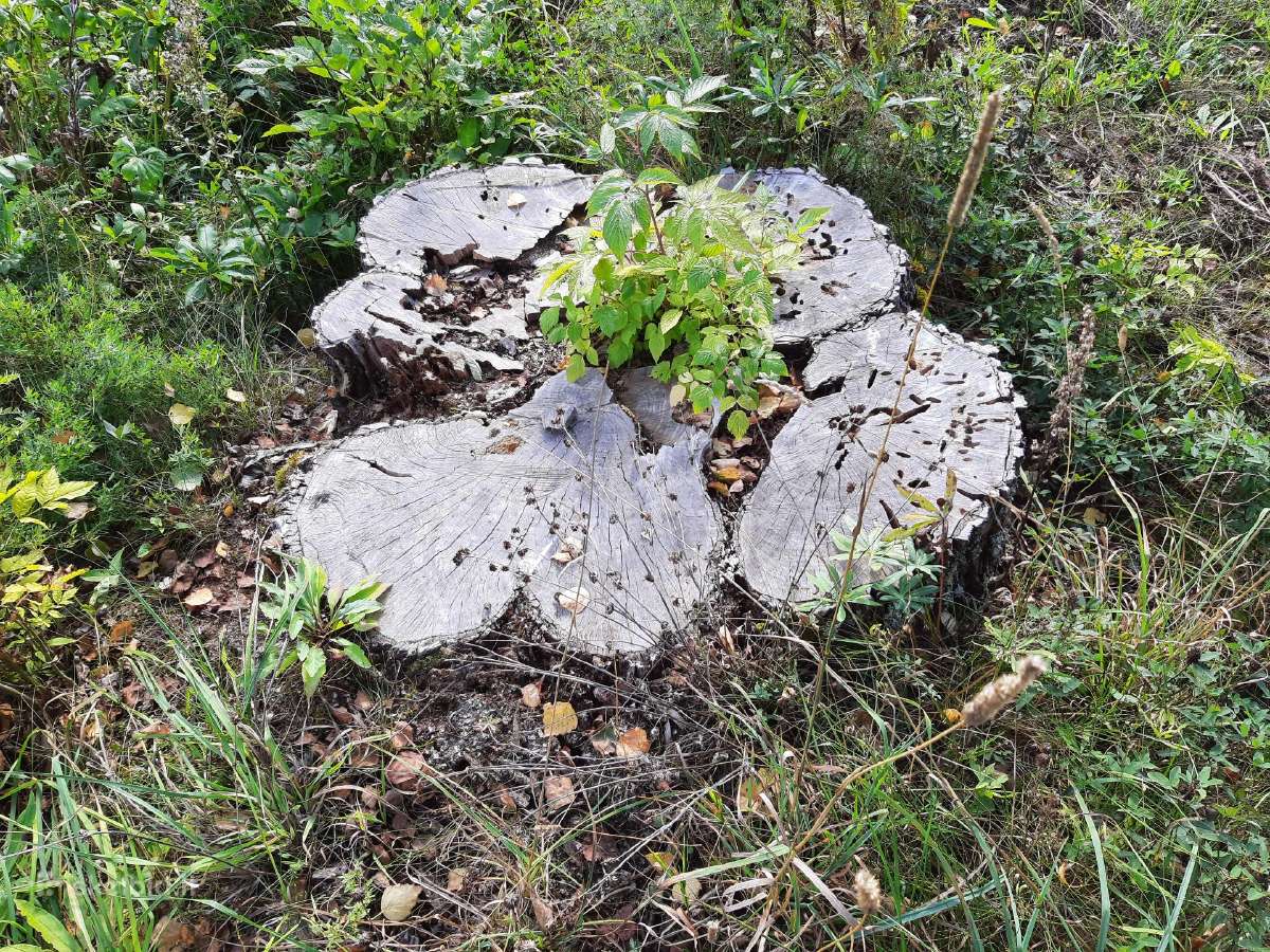 Kelmų frezavimas, naikinimas. Šakų smulkintuvas