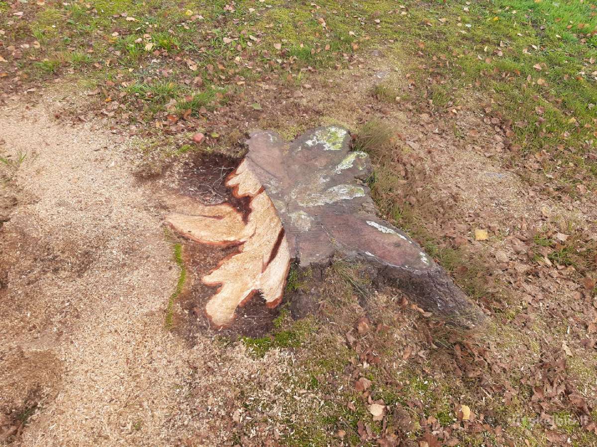 Kelmų frezavimas, naikinimas. Šakų smulkintuvas - nuotraukos Nr. 5