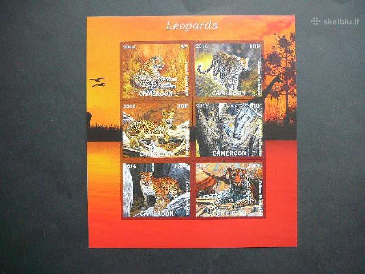 Leopardai Kates laukines Kamerunas 2016 Mnh km776