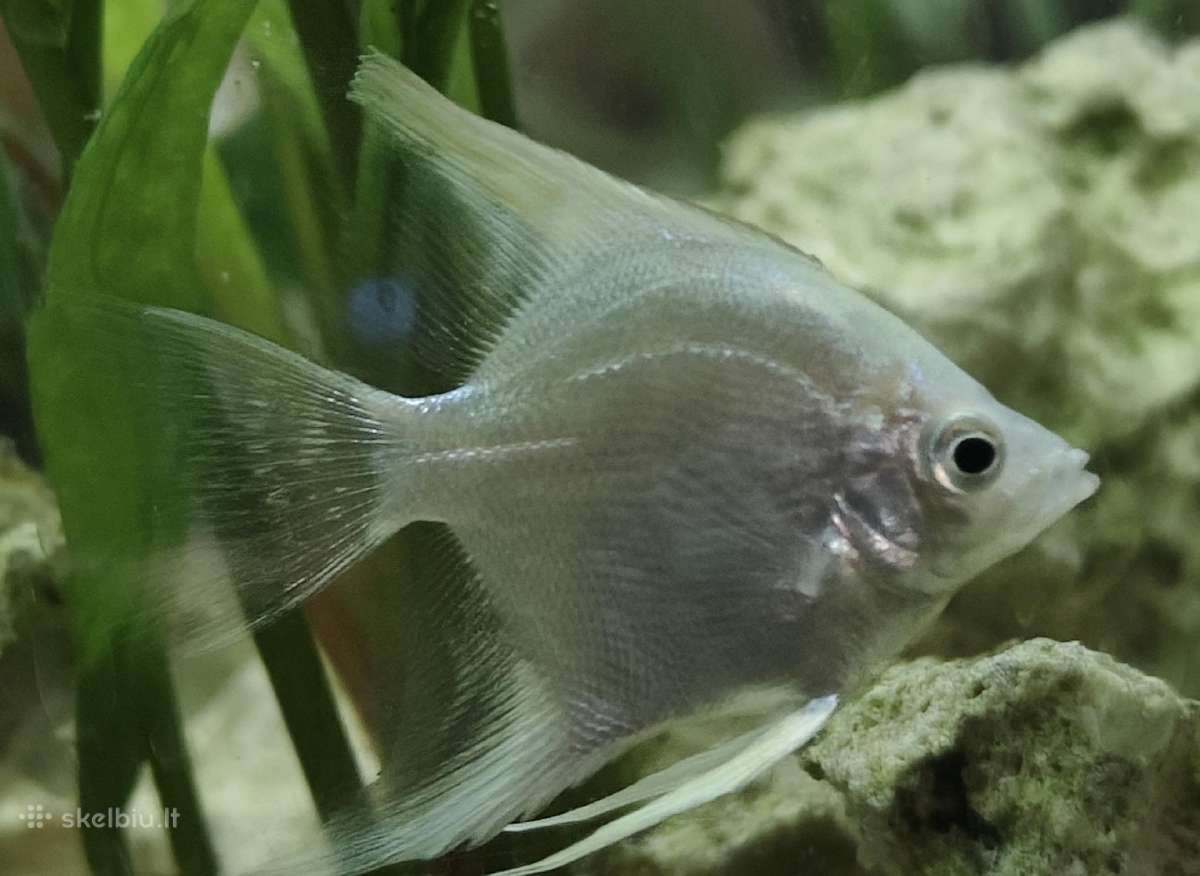 Įv. akvariuminės žuvelės Šiauliuose - nuotraukos Nr. 26