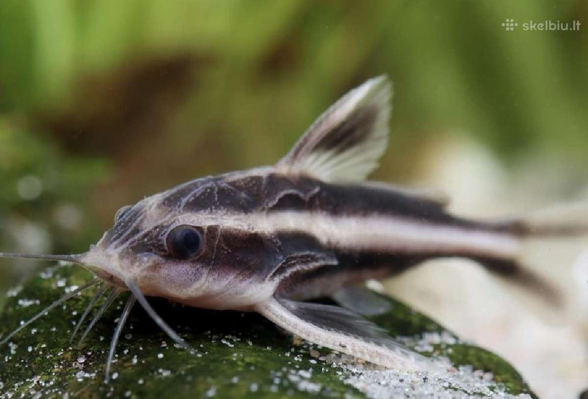 Įv. akvariuminės žuvelės Šiauliuose - nuotraukos Nr. 18