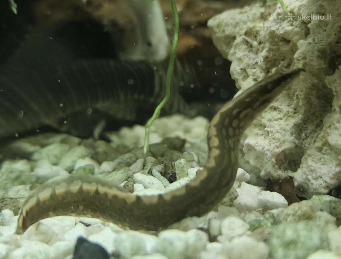 Įv. akvariuminės žuvelės Šiauliuose - nuotraukos Nr. 23