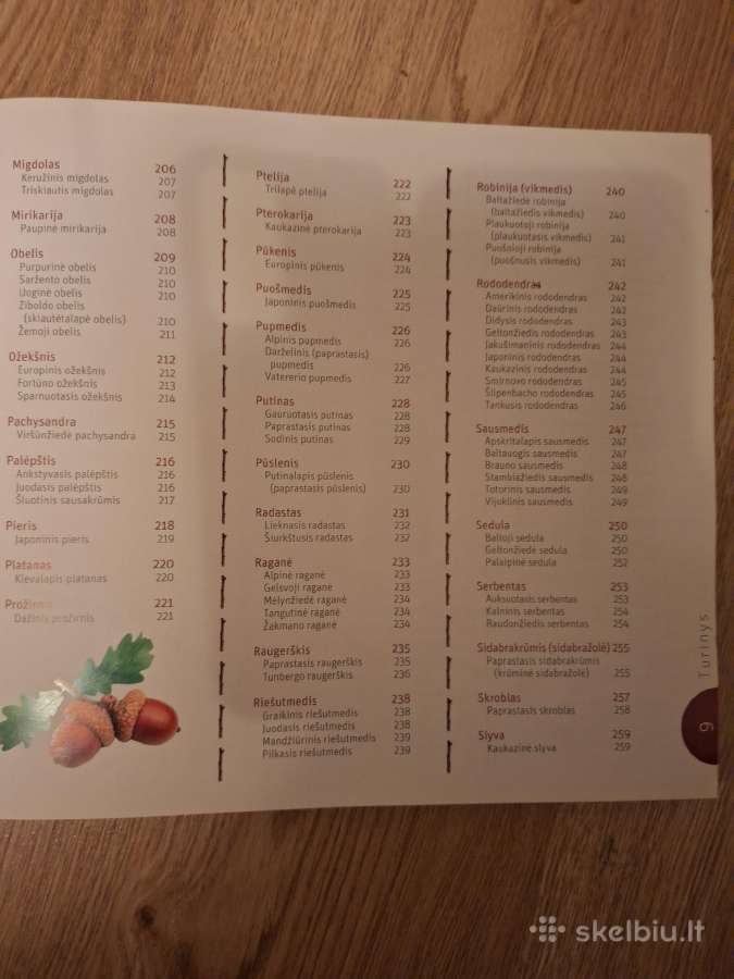 Medžiai ir krūmai aplinkai puošti. - nuotraukos Nr. 5