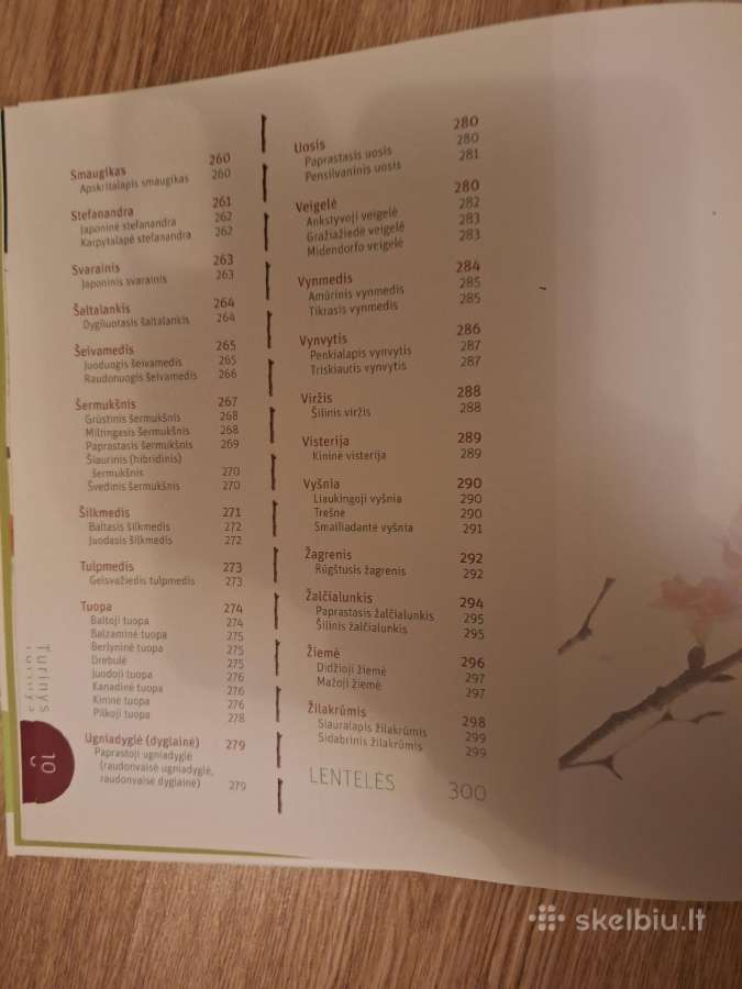 Medžiai ir krūmai aplinkai puošti. - nuotraukos Nr. 6