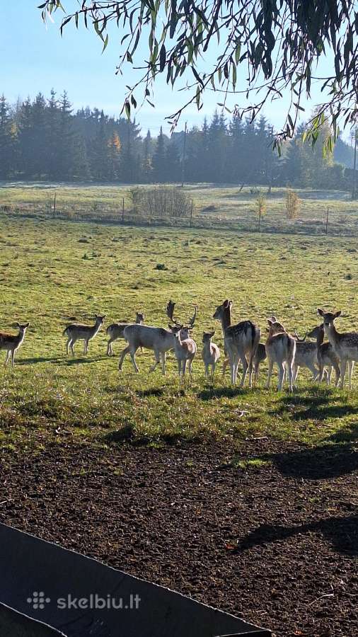 Danieliai ir dėmėtieji elniai - nuotraukos Nr. 12