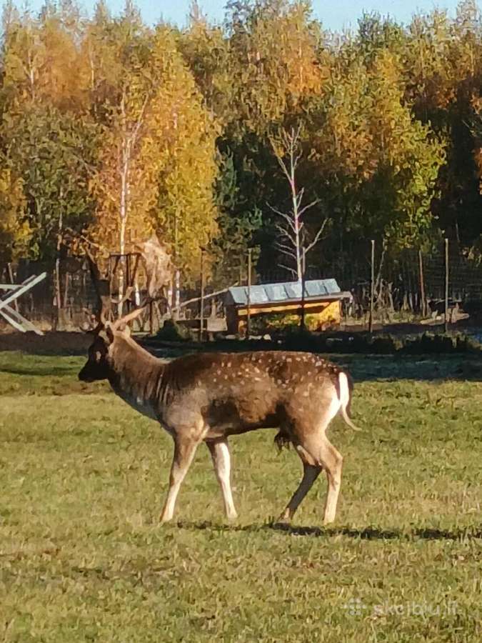 Danieliai ir dėmėtieji elniai - nuotraukos Nr. 10