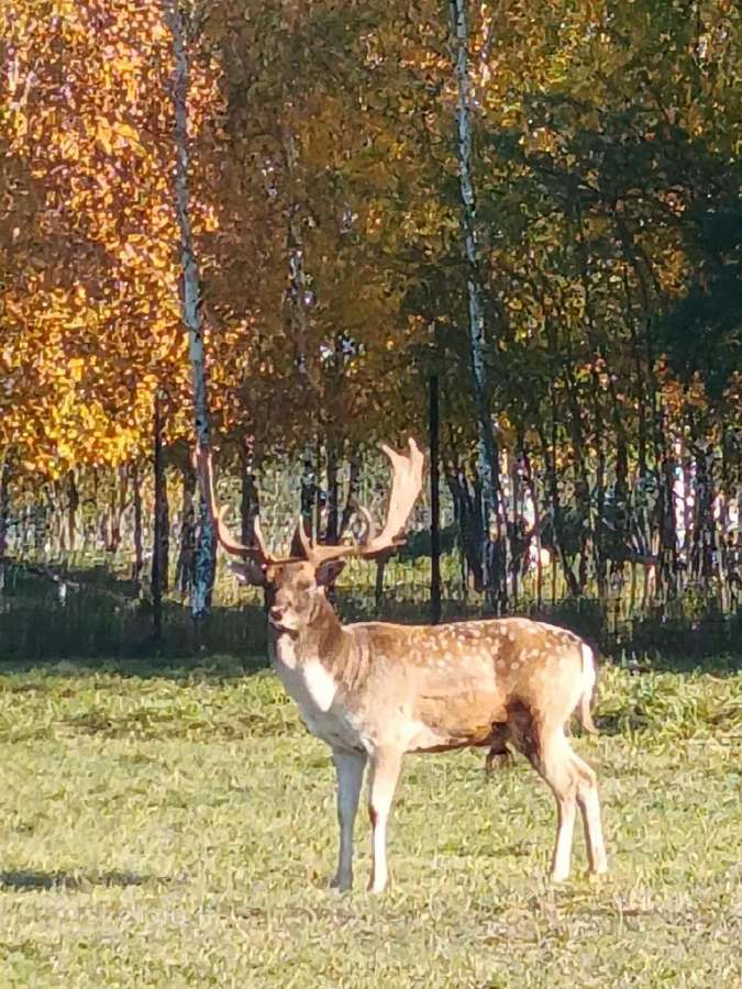 Danieliai ir dėmėtieji elniai - nuotraukos Nr. 3