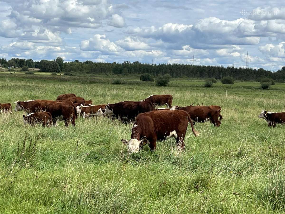Hereford