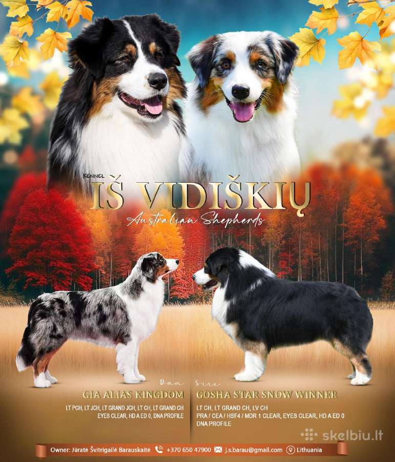Australų aviganių šuniukai