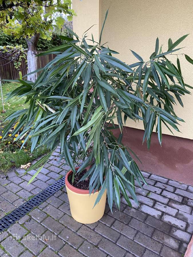 Fikusas Ali
