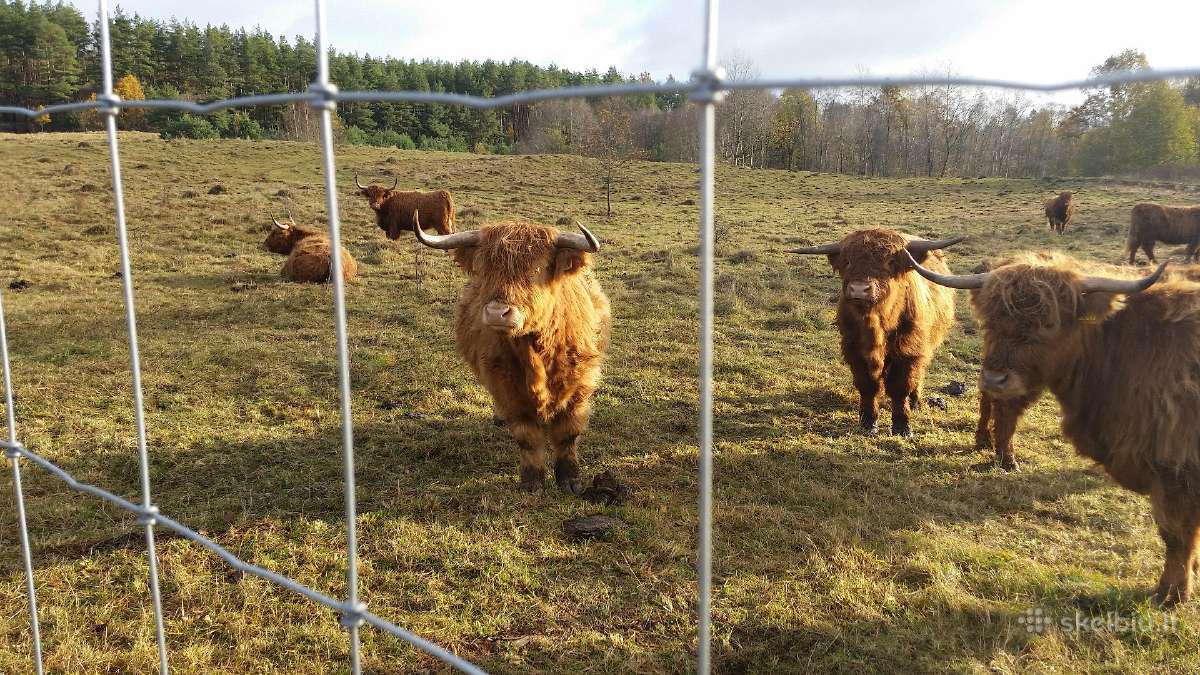 Akcija miško tinklas vielai cinkuota ,spygluota. - nuotraukos Nr. 6