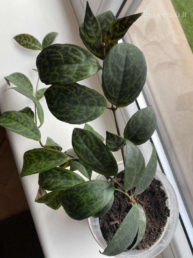 Marmurinis Aeschynanthus (Aiškenis) - nuotraukos Nr. 3