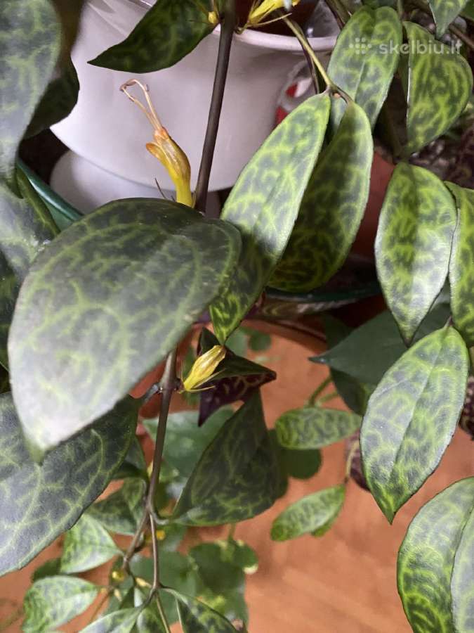 Marmurinis Aeschynanthus (Aiškenis) - nuotraukos Nr. 4