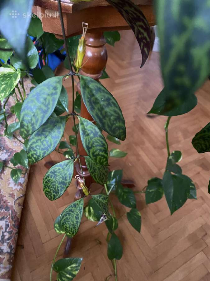 Marmurinis Aeschynanthus (Aiškenis) - nuotraukos Nr. 5