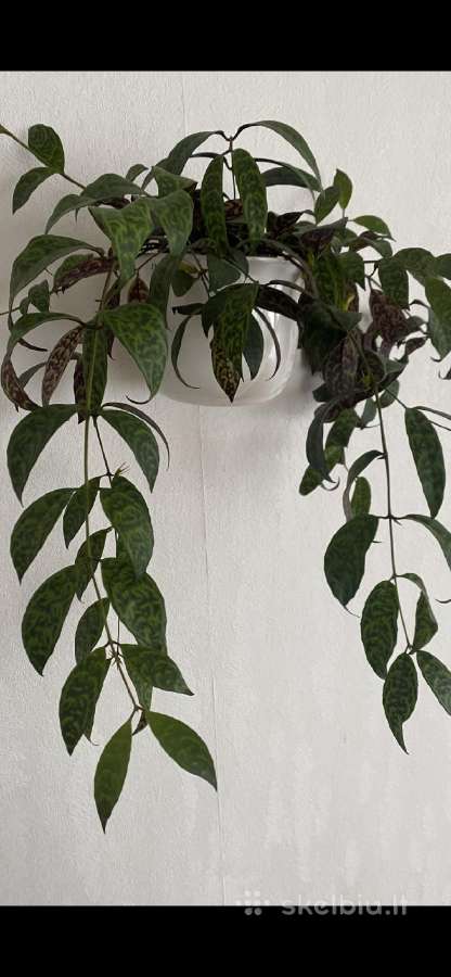 Marmurinis Aeschynanthus (Aiškenis) - nuotraukos Nr. 6