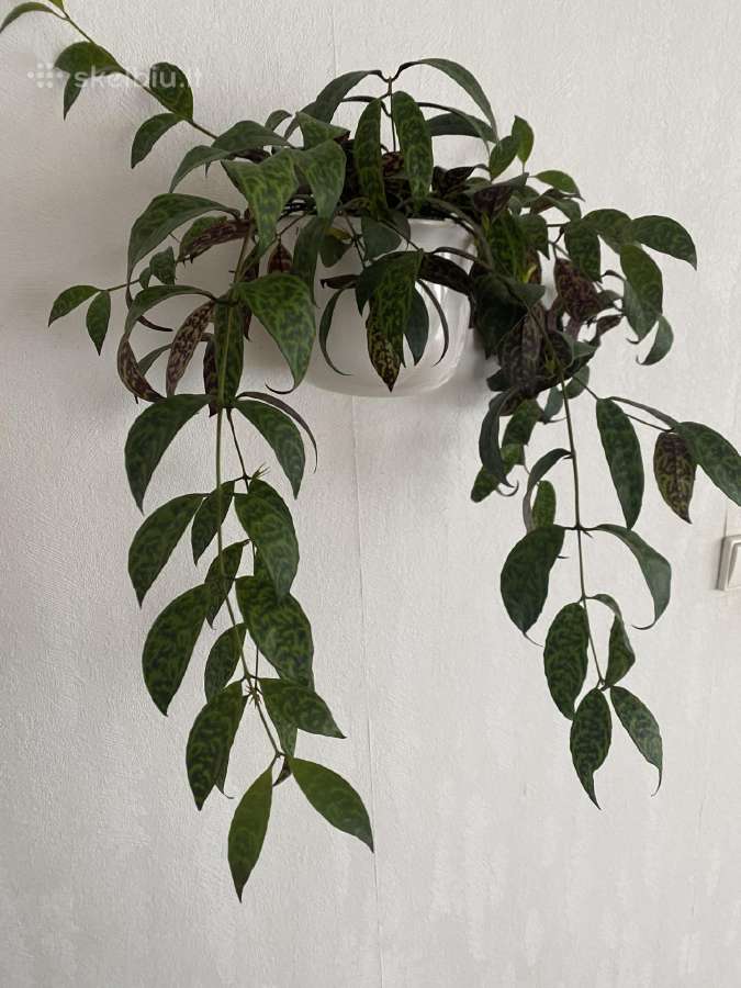Marmurinis Aeschynanthus (Aiškenis) - nuotraukos Nr. 7