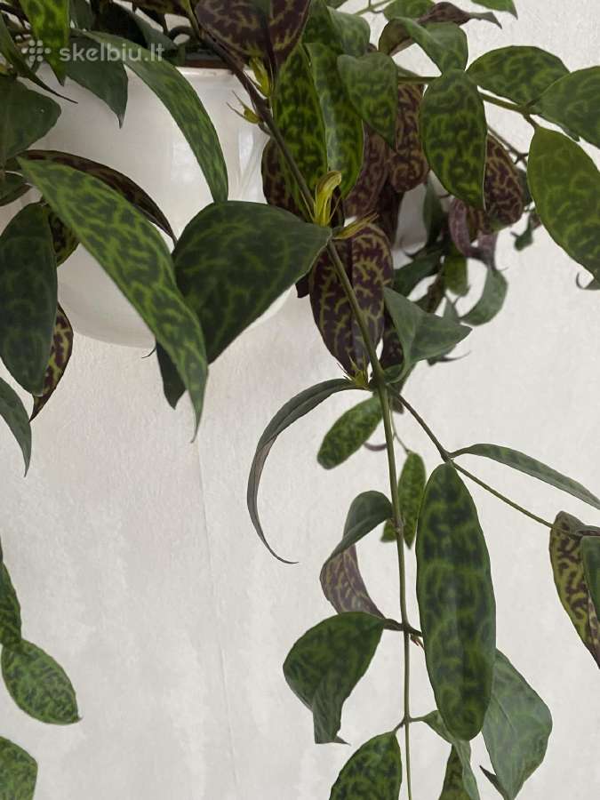 Marmurinis Aeschynanthus (Aiškenis) - nuotraukos Nr. 8