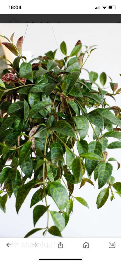 Marmurinis Aeschynanthus (Aiškenis)