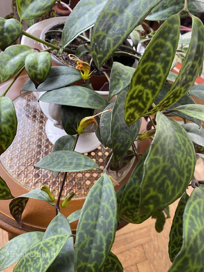 Marmurinis Aeschynanthus (Aiškenis) - nuotraukos Nr. 9