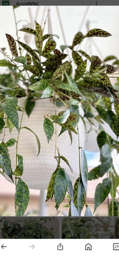 Marmurinis Aeschynanthus (Aiškenis) - nuotraukos Nr. 2