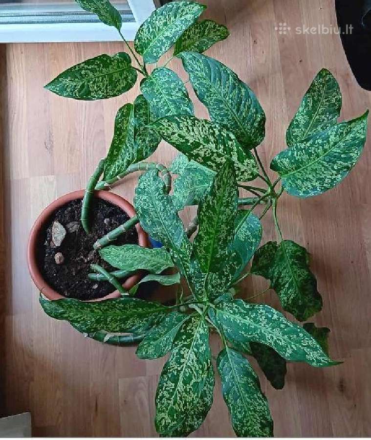 Difenbachija