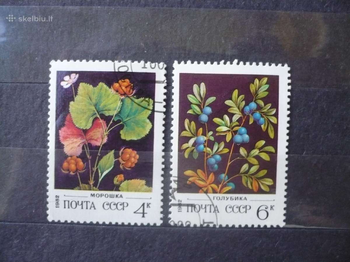 1982 m. laukinės uogos