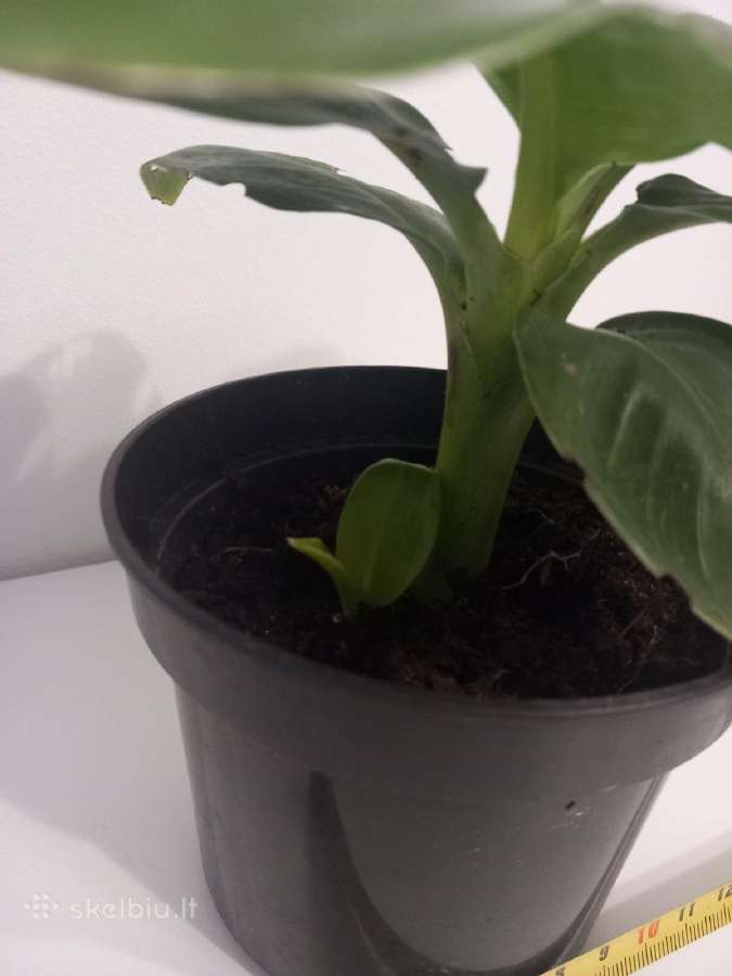 Bananas augalas - nuotraukos Nr. 3